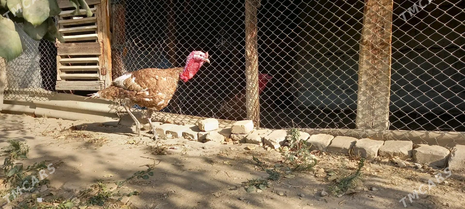 induk - Herrikgala - img 3