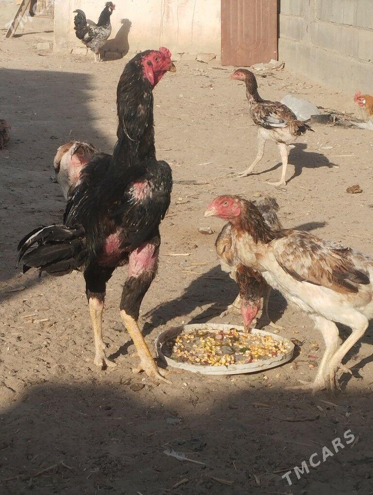 taskent - Büzmeýin - img 2