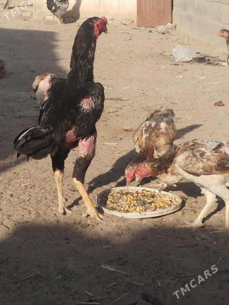 taskent - Büzmeýin - img 1