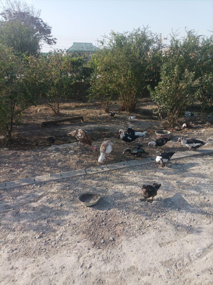 Indautga gaz jüje - Ak bugdaý etraby - img 1