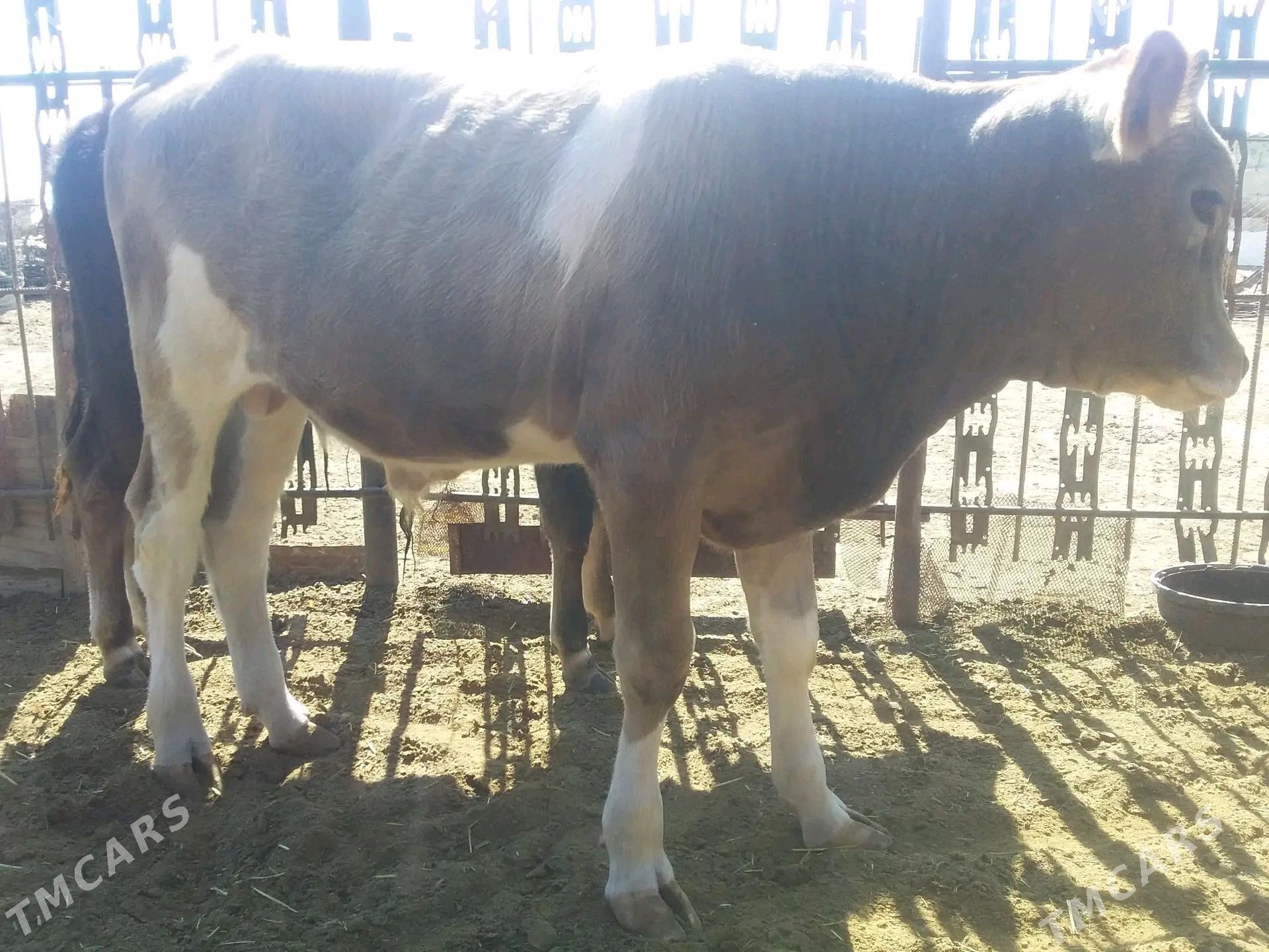 Okuzce - Эсенгулы - img 2