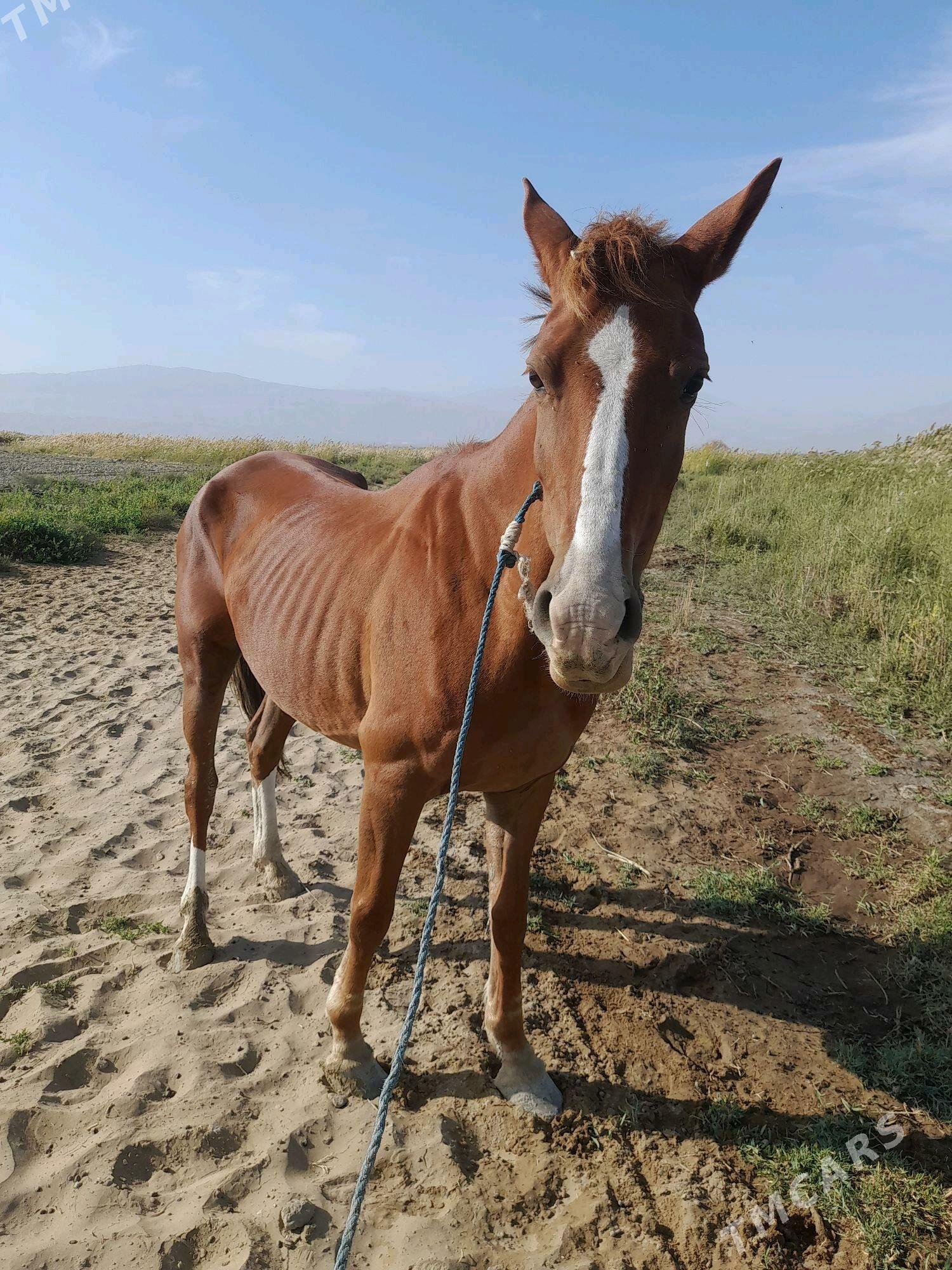 at baytal - Бахарден - img 2