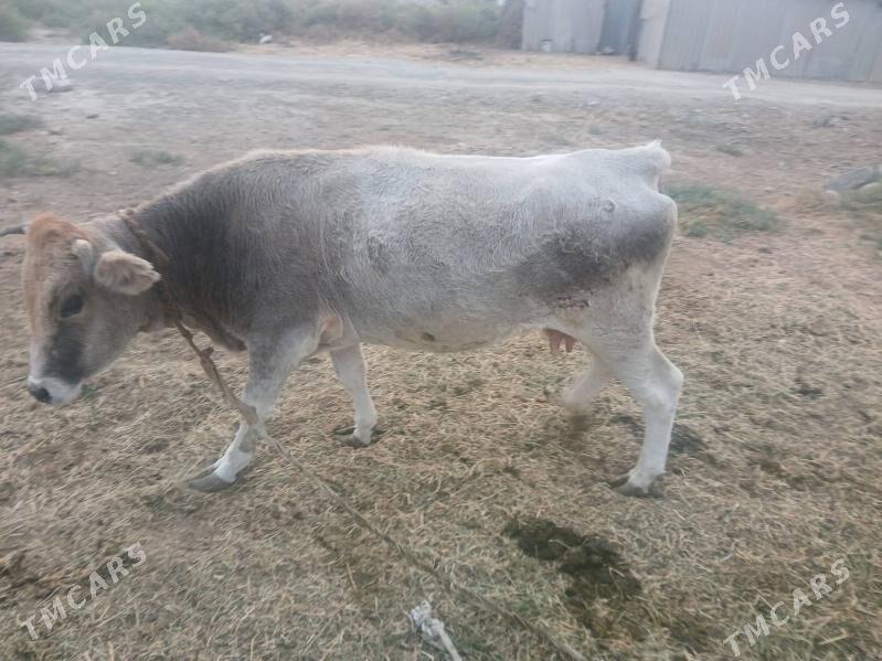 ГЫСЫР СЫГЫР - Бахарден - img 2