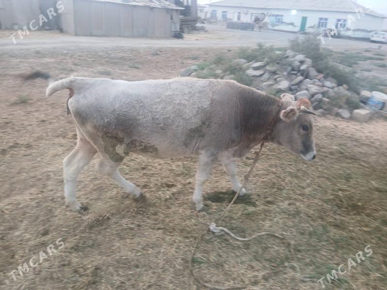 ГЫСЫР СЫГЫР - Бахарден - img 5