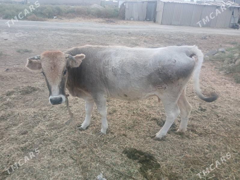 ГЫСЫР СЫГЫР - Бахарден - img 4