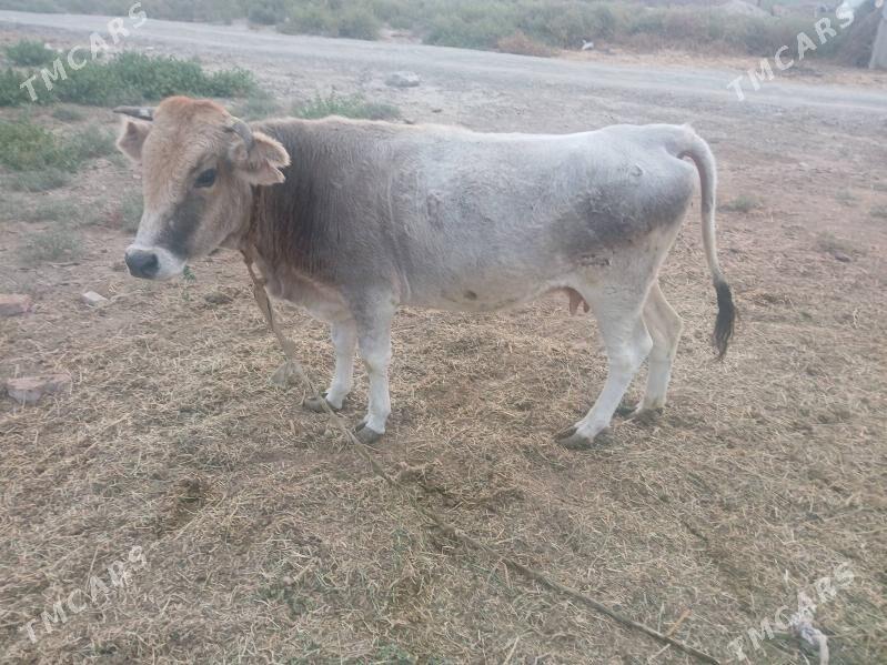 ГЫСЫР СЫГЫР - Бахарден - img 1