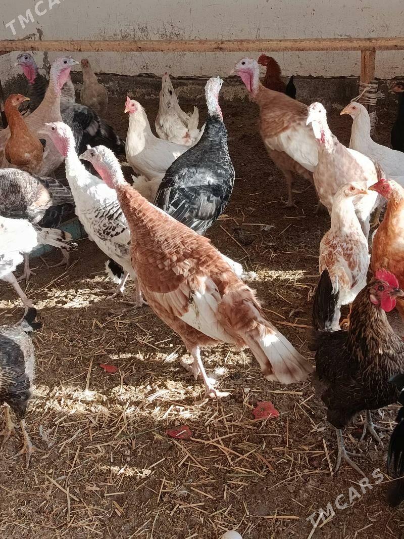 Индюк - Дянев - img 1