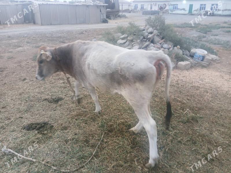 ГЫСЫР СЫГЫР - Бахарден - img 3