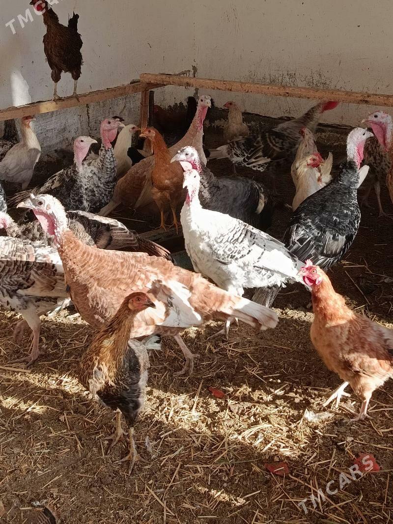 Индюк - Дянев - img 2