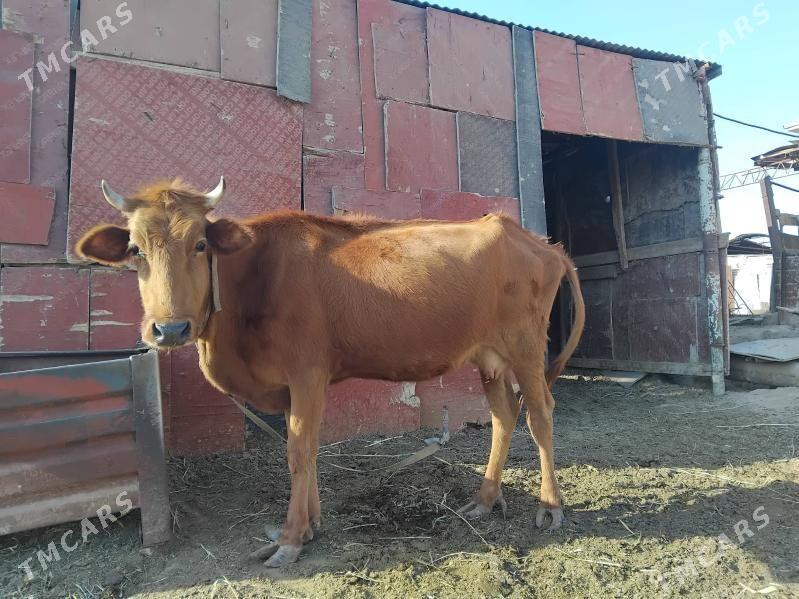 sygyr - Wekilbazar - img 4