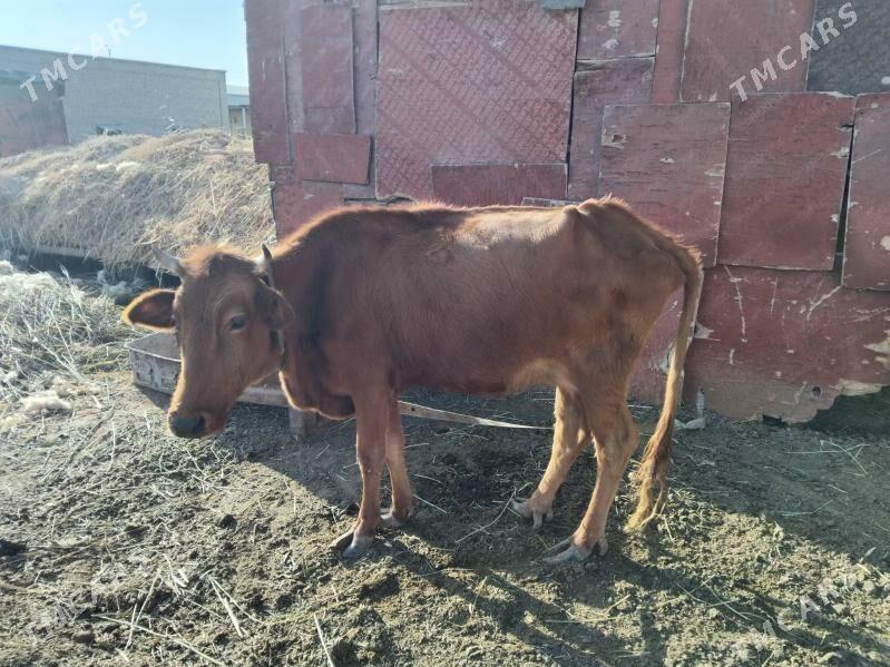 sygyr - Wekilbazar - img 2