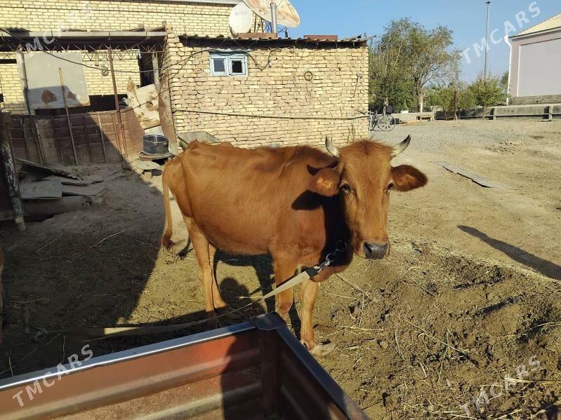 sygyr - Wekilbazar - img 3