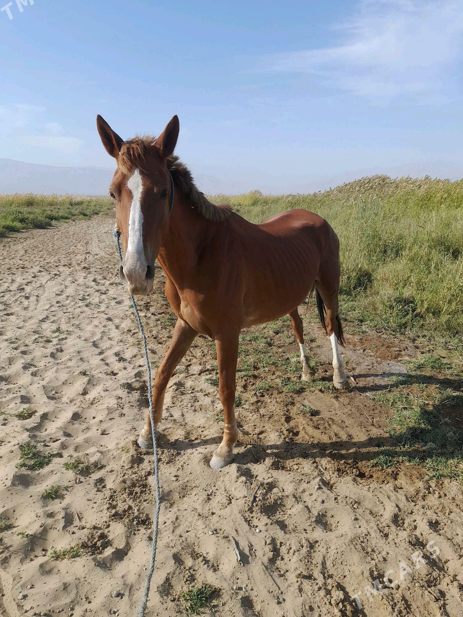 at baytal - Бахарден - img 4