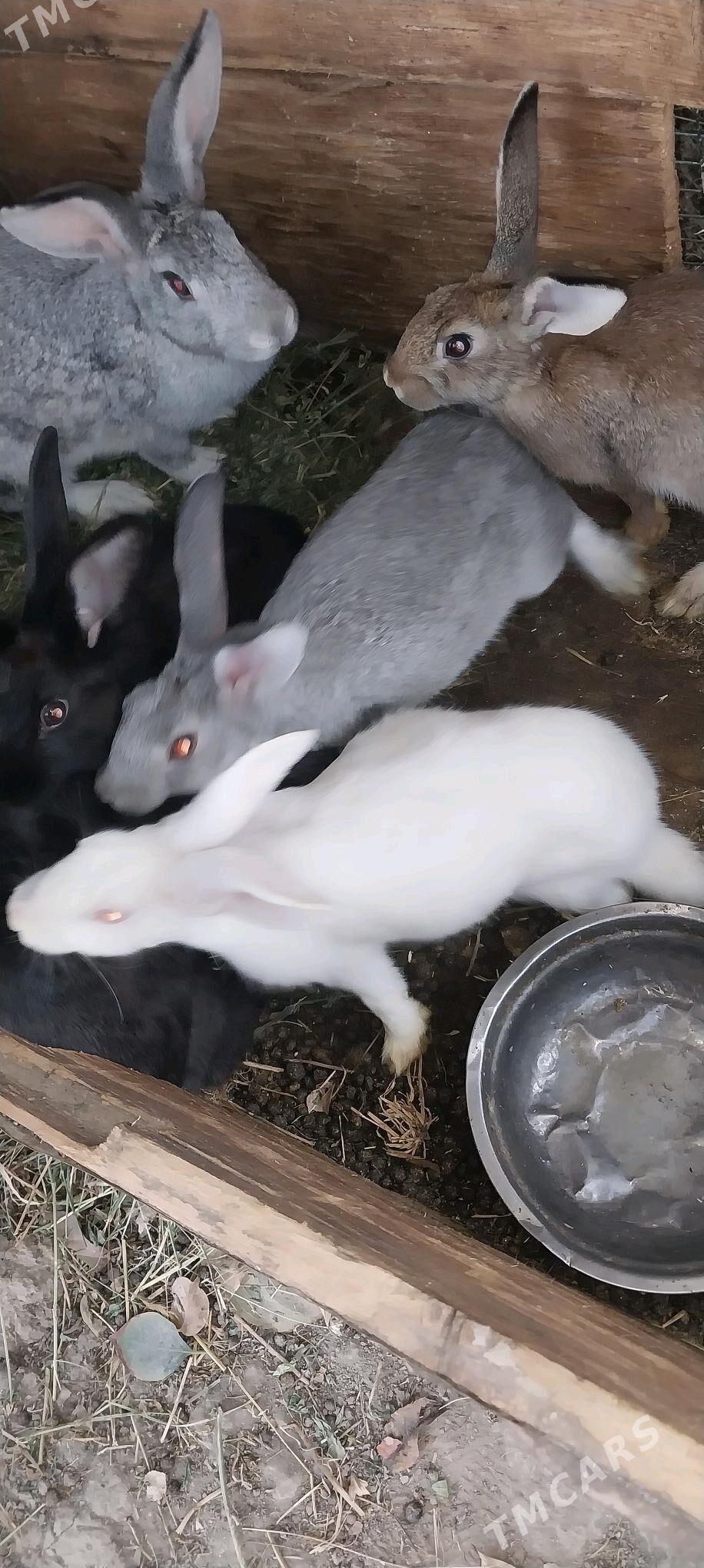 Towşan - Гёкдепе - img 1