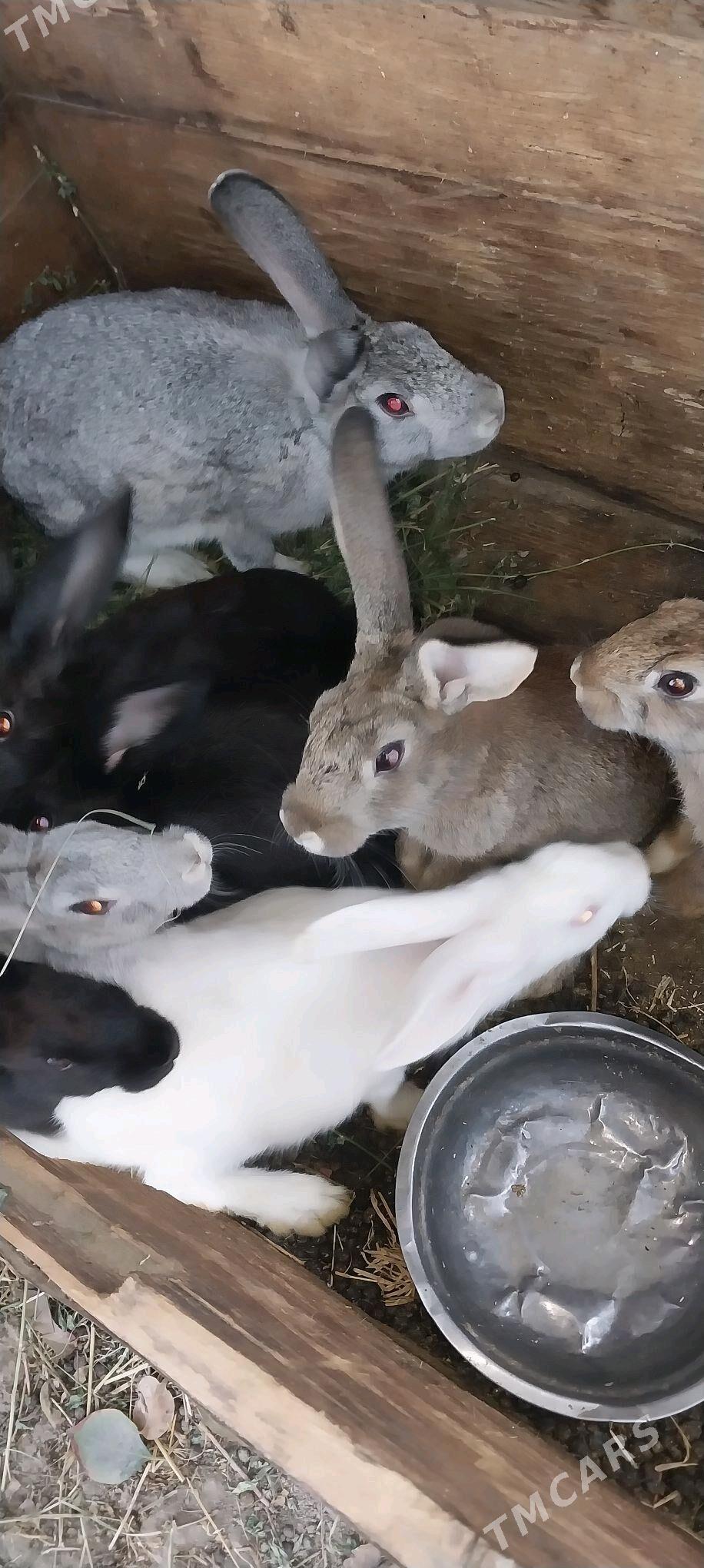 Towşan - Гёкдепе - img 3