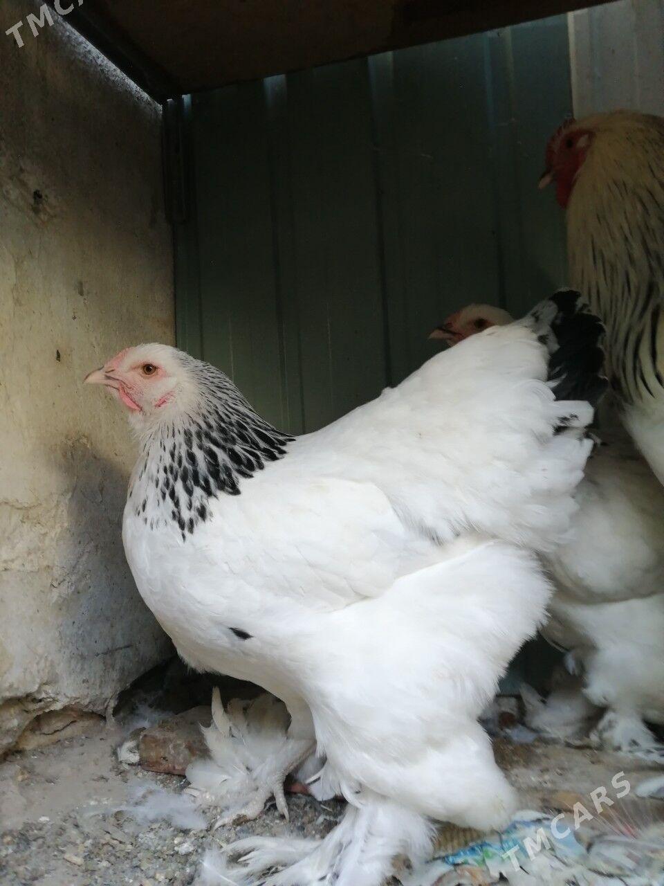 Brama - Aşgabat - img 2