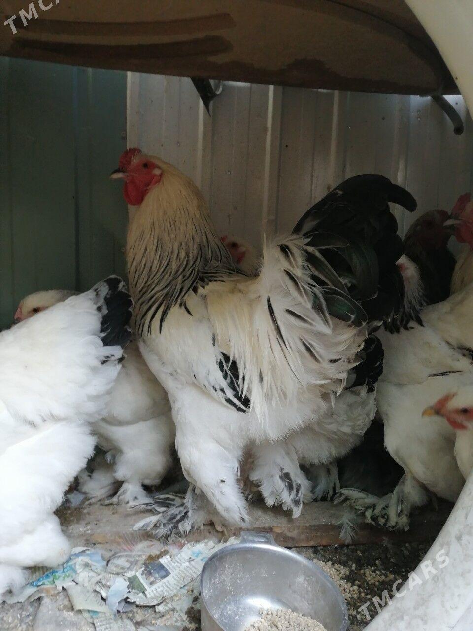 Brama - Aşgabat - img 1