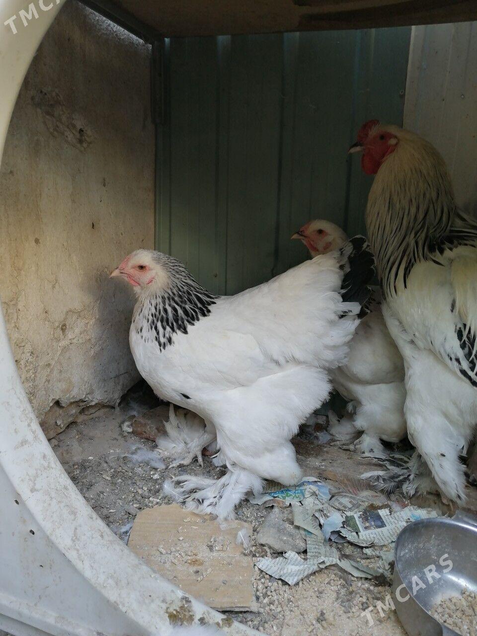 Brama - Aşgabat - img 3