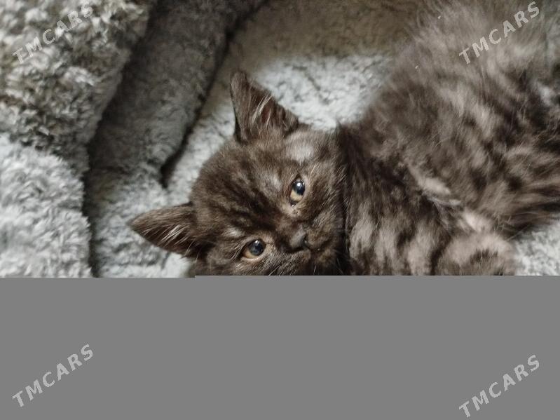 pişik - Ашхабад - img 3