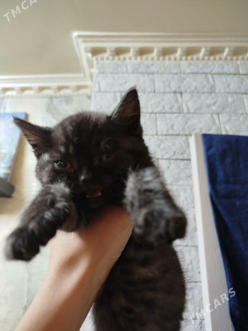 pişik - Ашхабад - img 2