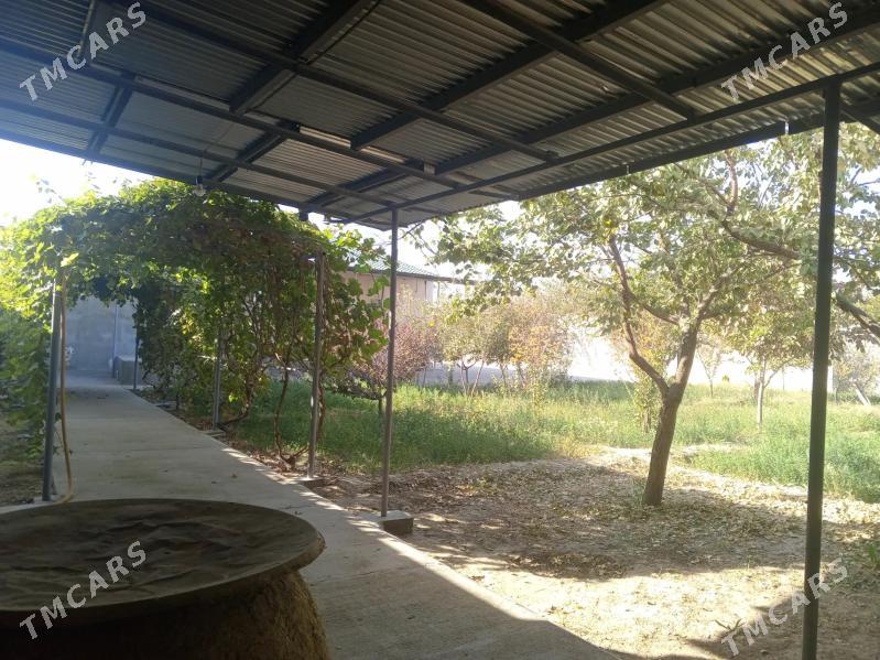 Gökdepe jaý - Гёкдепе - img 3