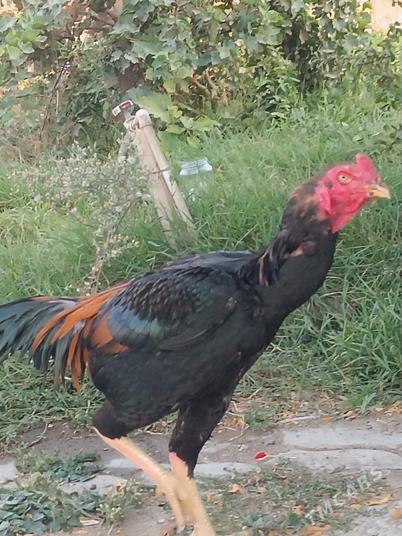 Paroda tohum taskent - Gökdepe - img 4