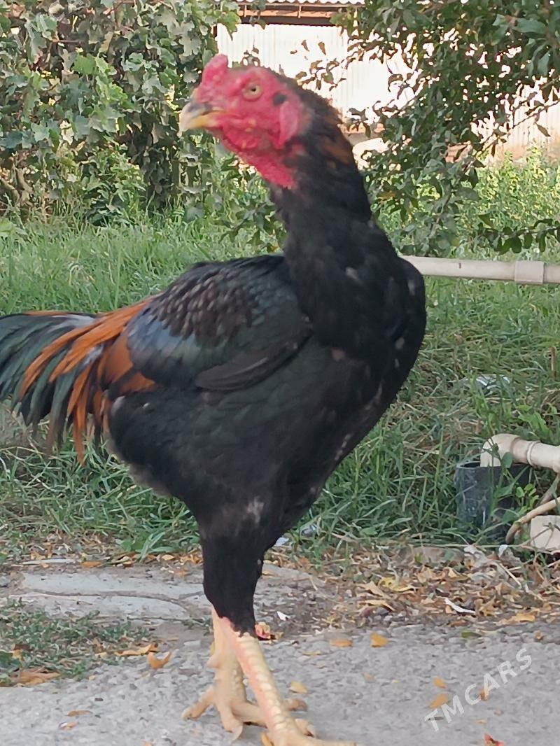 Paroda tohum taskent - Gökdepe - img 3