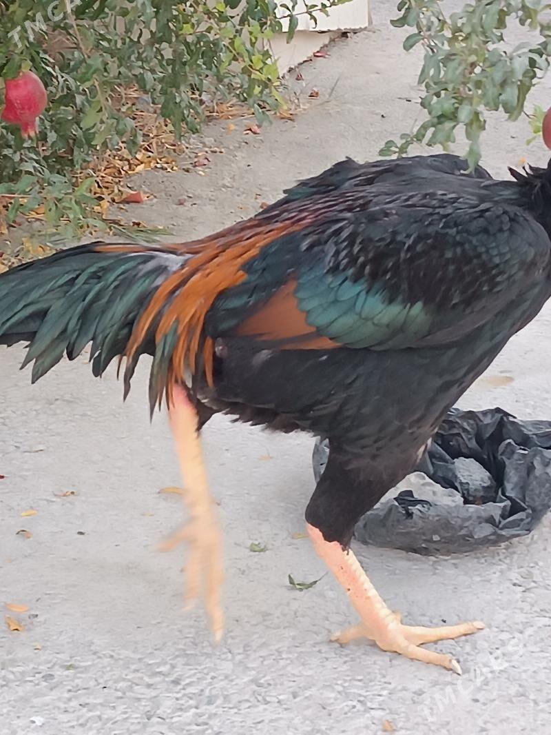 Paroda tohum taskent - Gökdepe - img 1