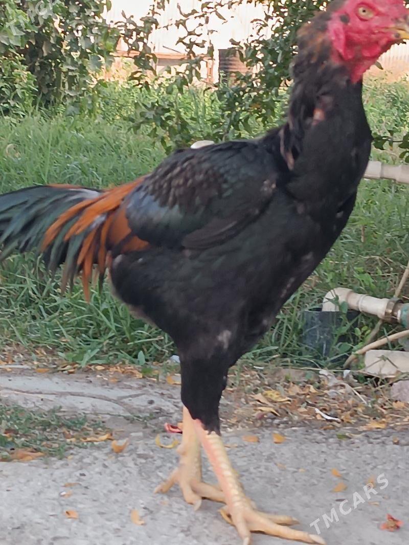 Paroda tohum taskent - Gökdepe - img 2