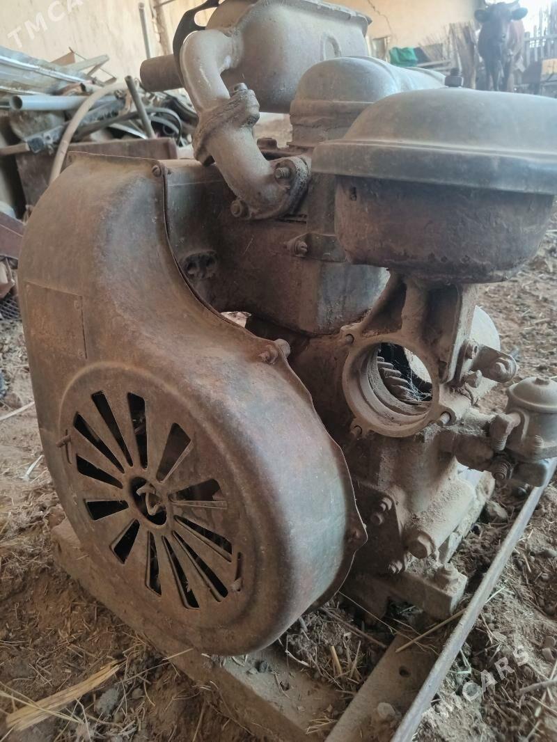 Agac kesyan mator - Mary - img 1