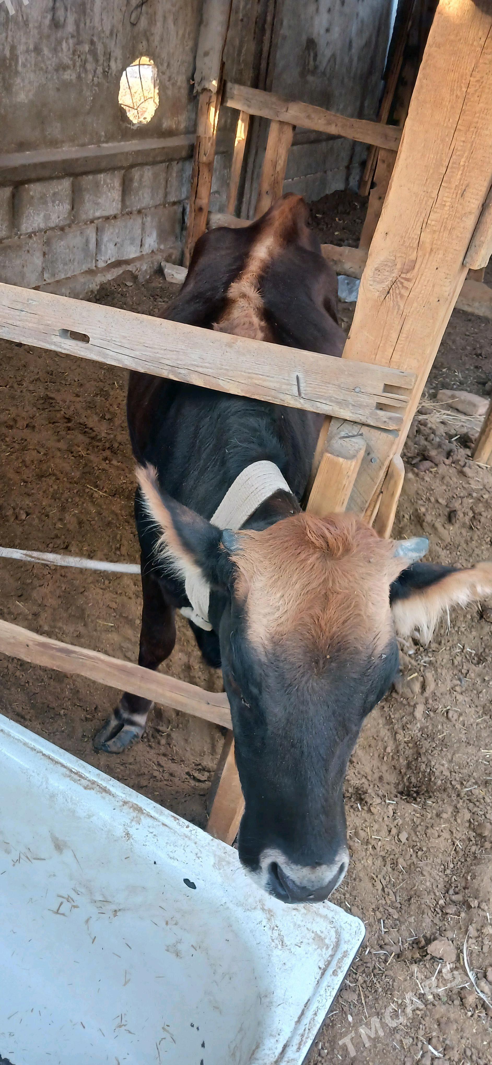 sygyr - Büzmeýin - img 2