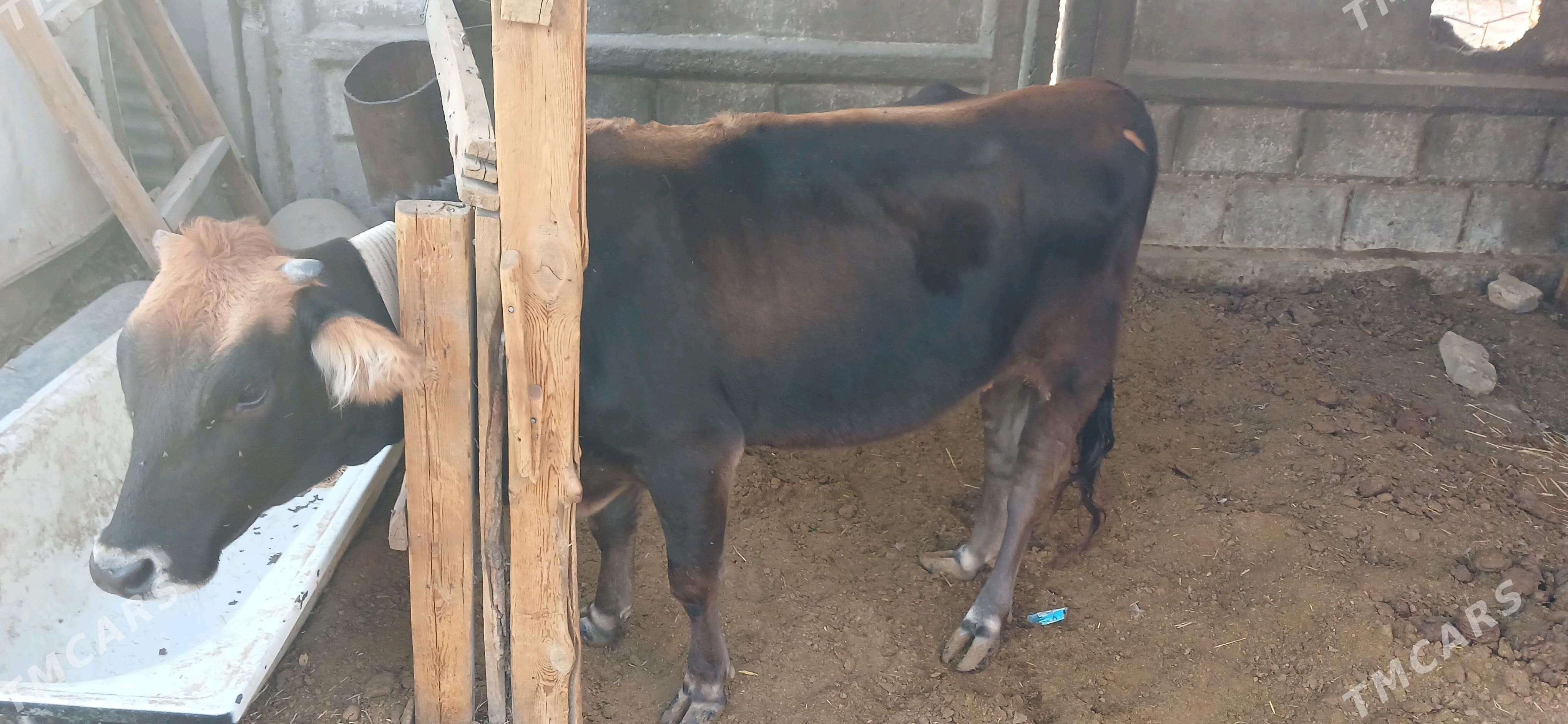 sygyr - Büzmeýin - img 4