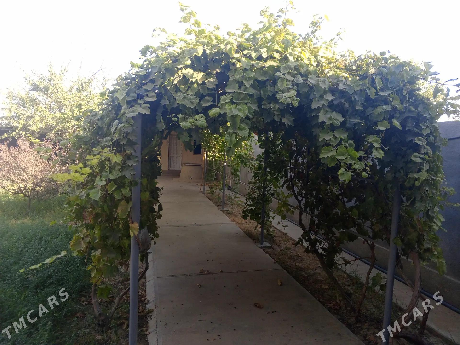 Gökdepe jaý - Гёкдепе - img 8