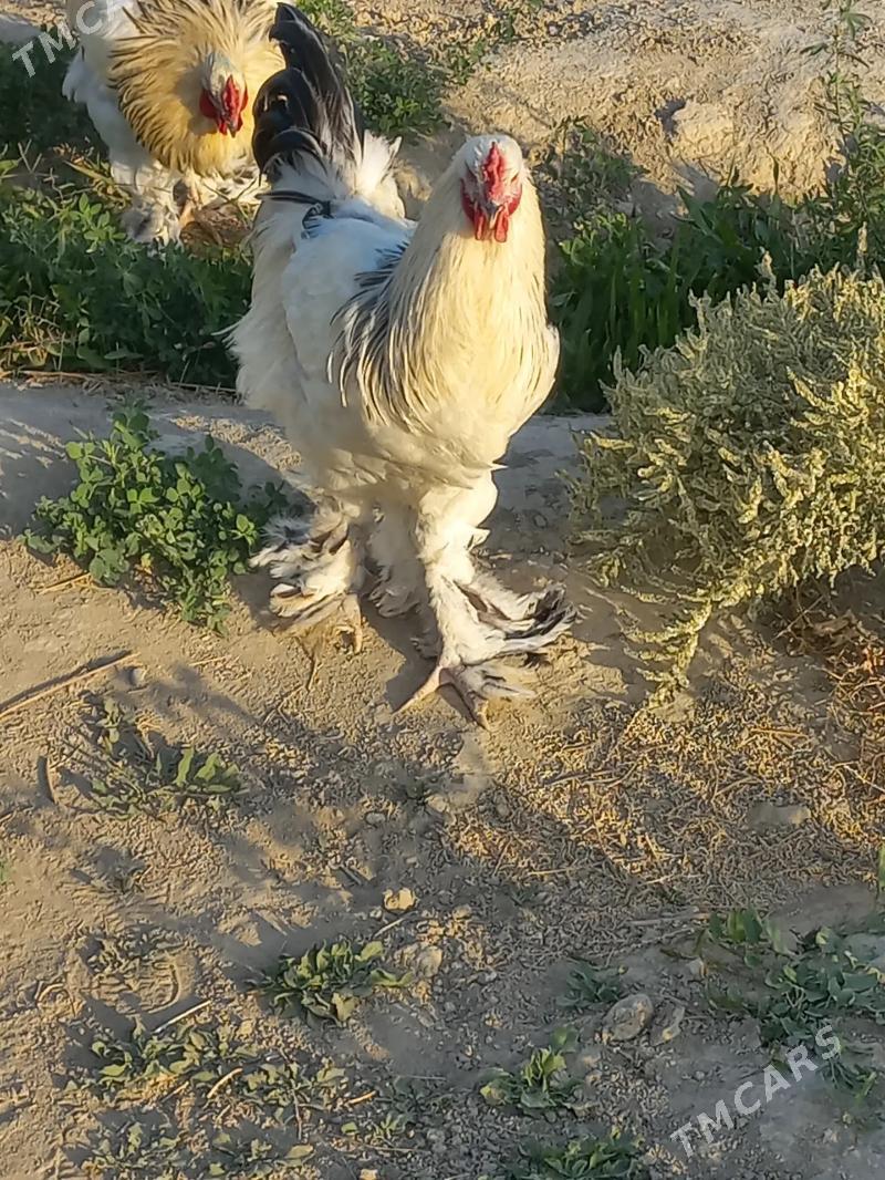 Horaz orsuňky - Bäherden - img 1