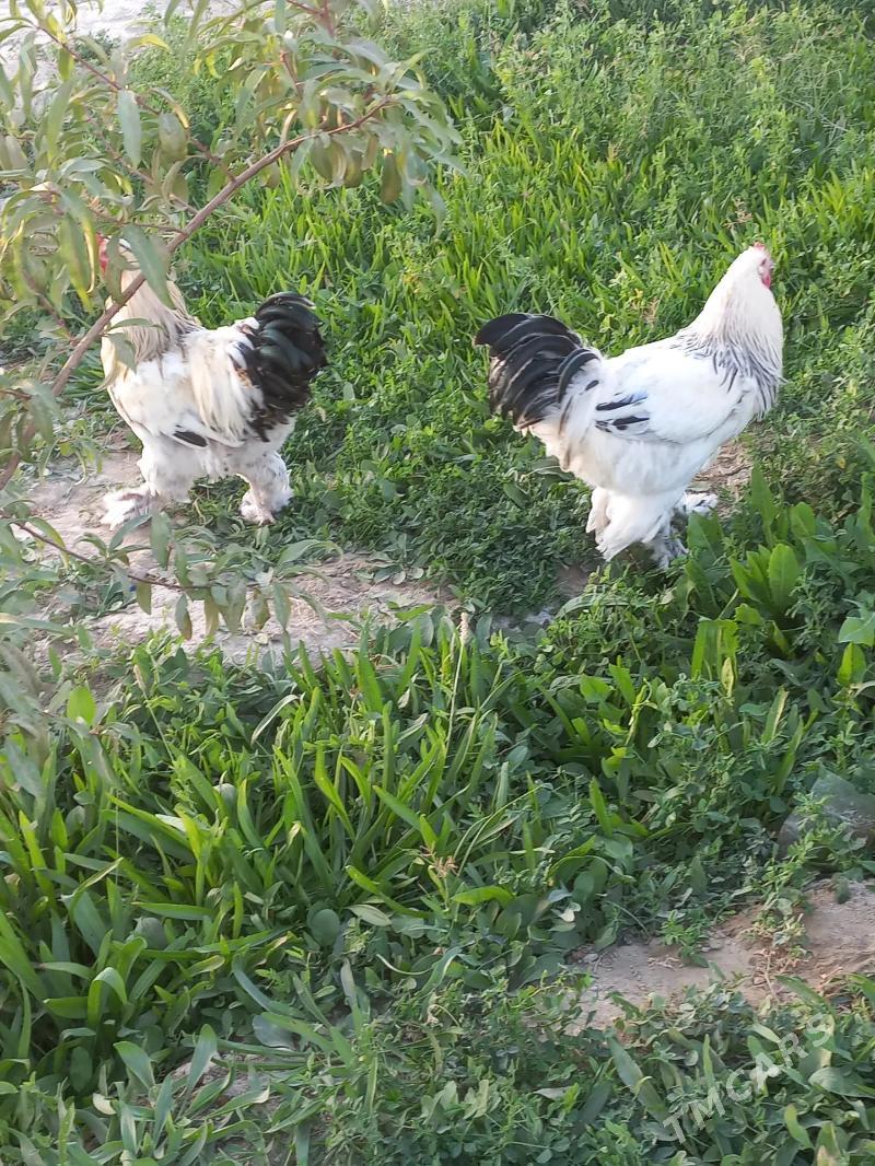 Horaz orsuňky - Bäherden - img 2