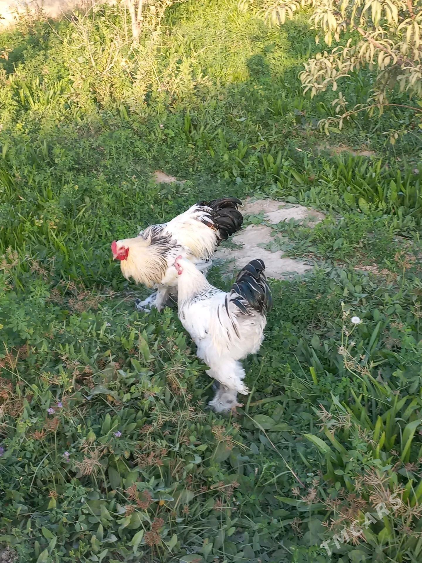 Horaz orsuňky - Bäherden - img 3