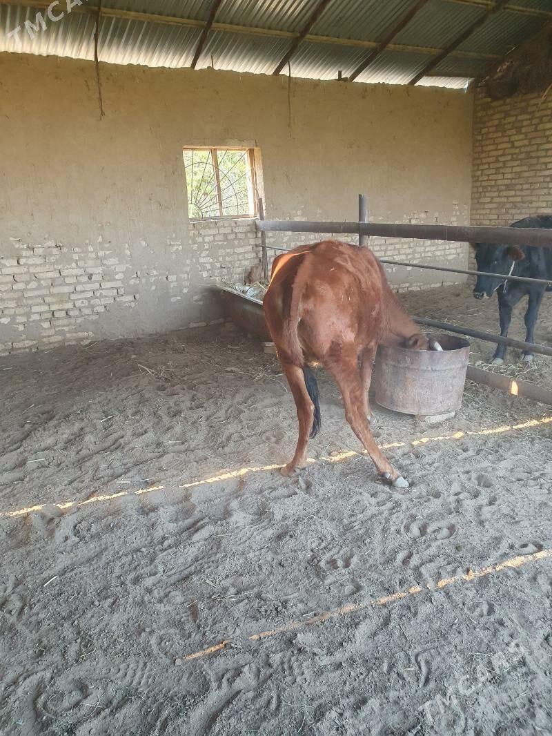 bogaz sygyr - Векильбазар - img 10