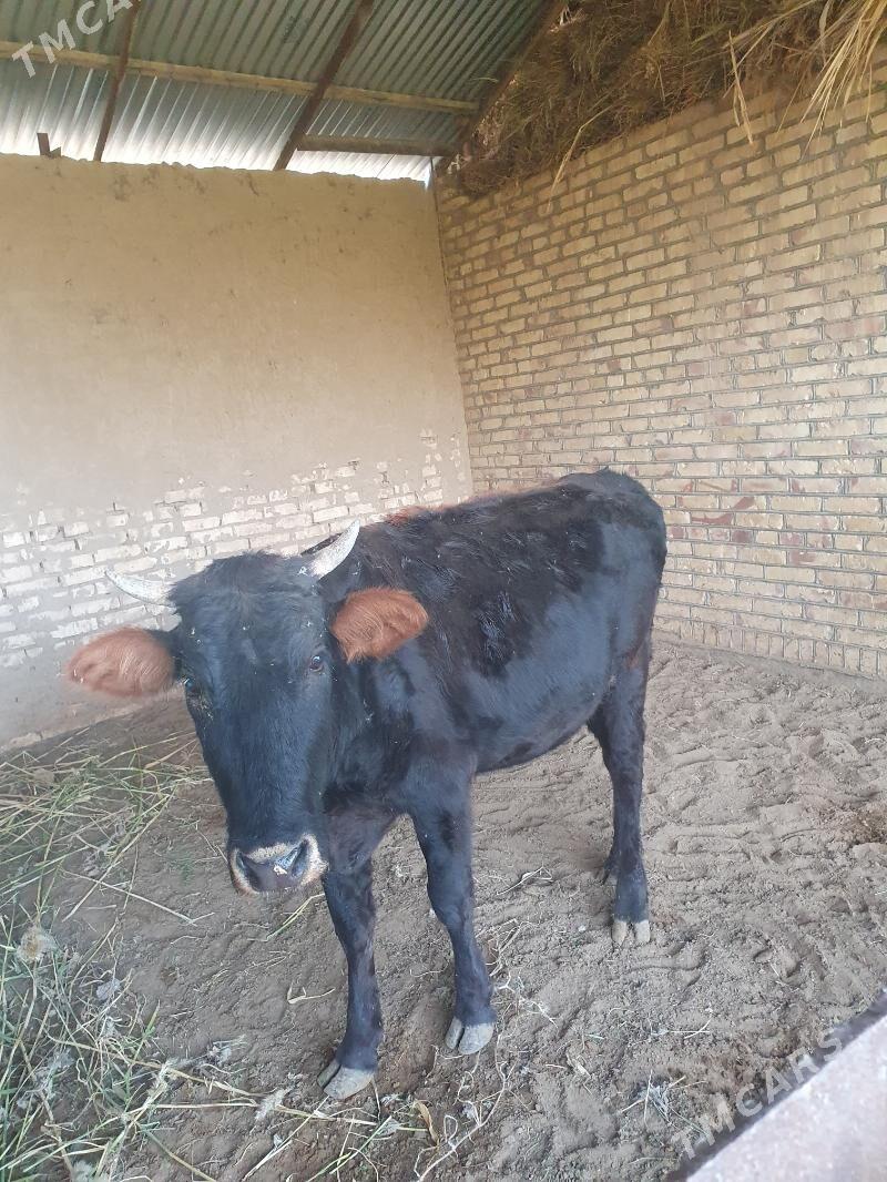 bogaz sygyr - Векильбазар - img 9