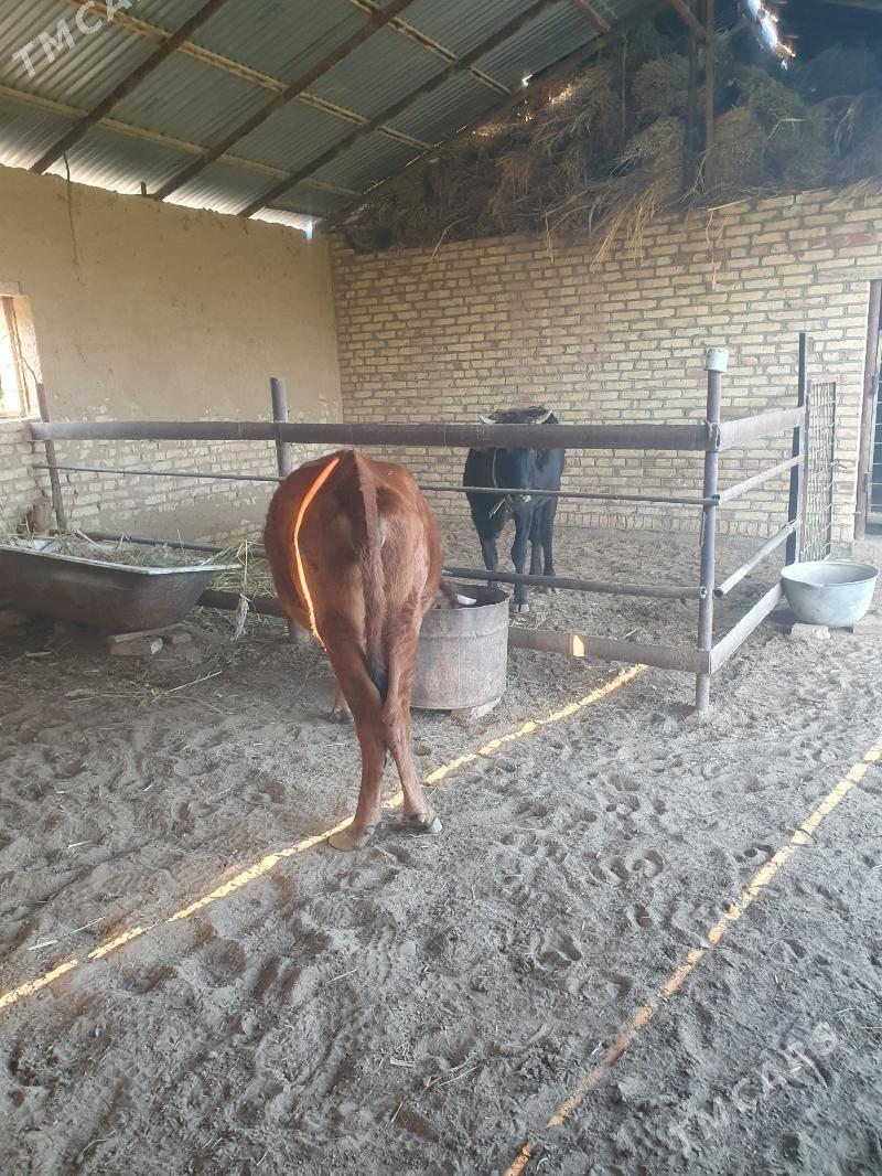 bogaz sygyr - Векильбазар - img 1