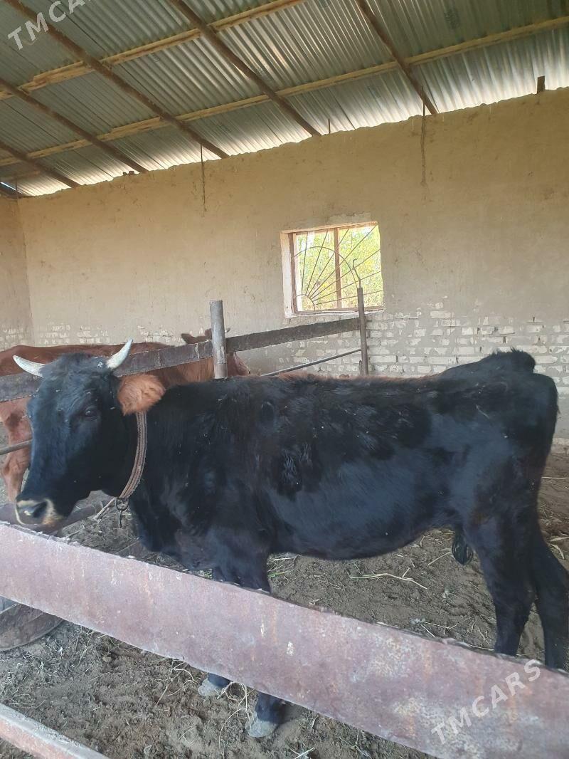 bogaz sygyr - Векильбазар - img 2