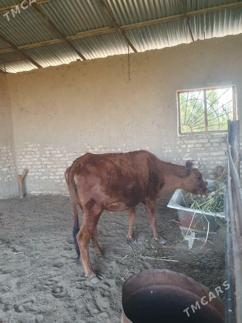 bogaz sygyr - Векильбазар - img 5