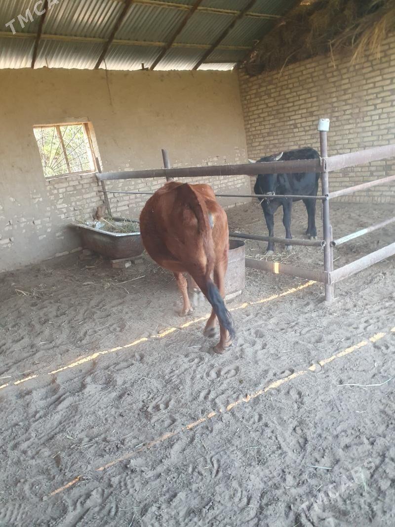 bogaz sygyr - Векильбазар - img 6