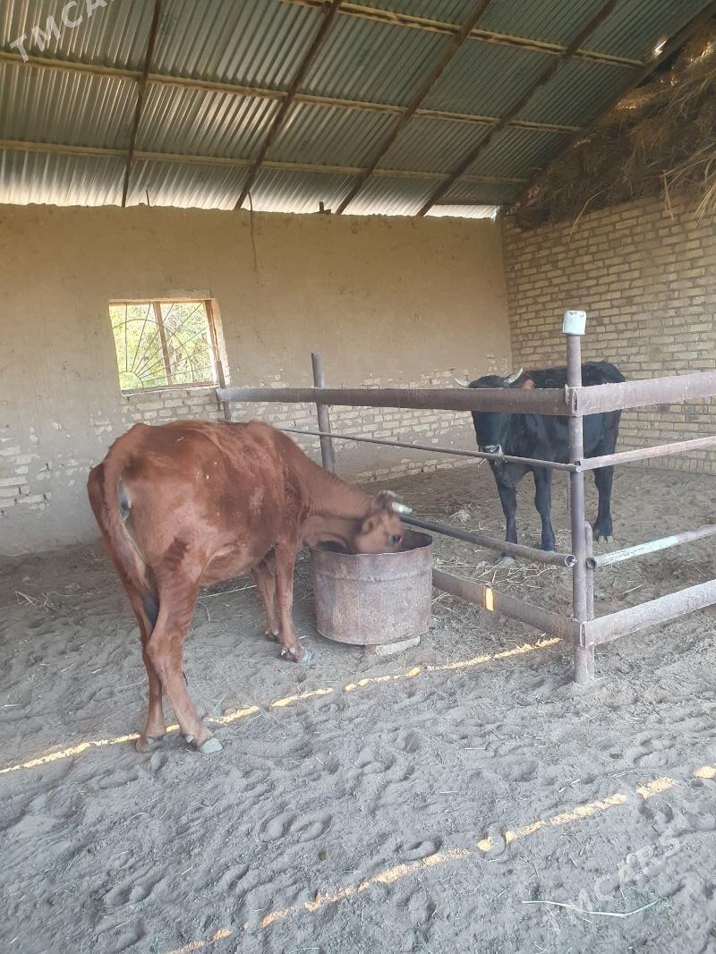 bogaz sygyr - Векильбазар - img 3