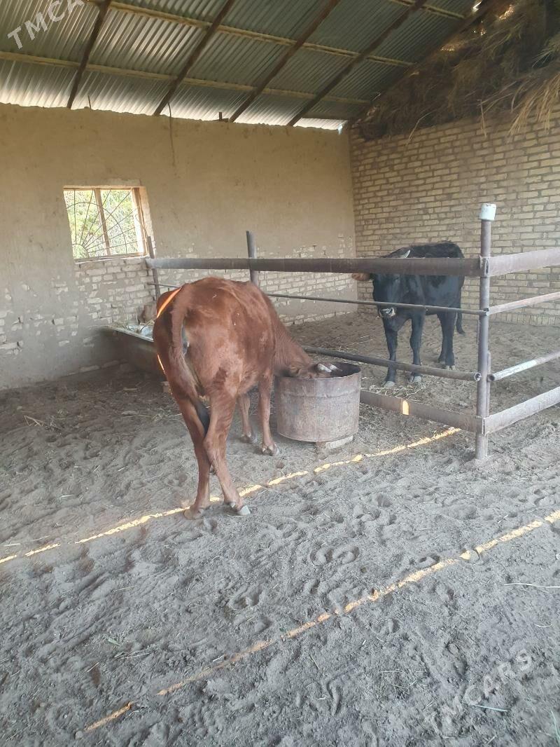 bogaz sygyr - Векильбазар - img 7