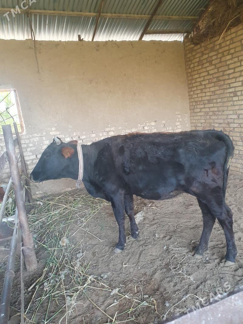 bogaz sygyr - Векильбазар - img 8