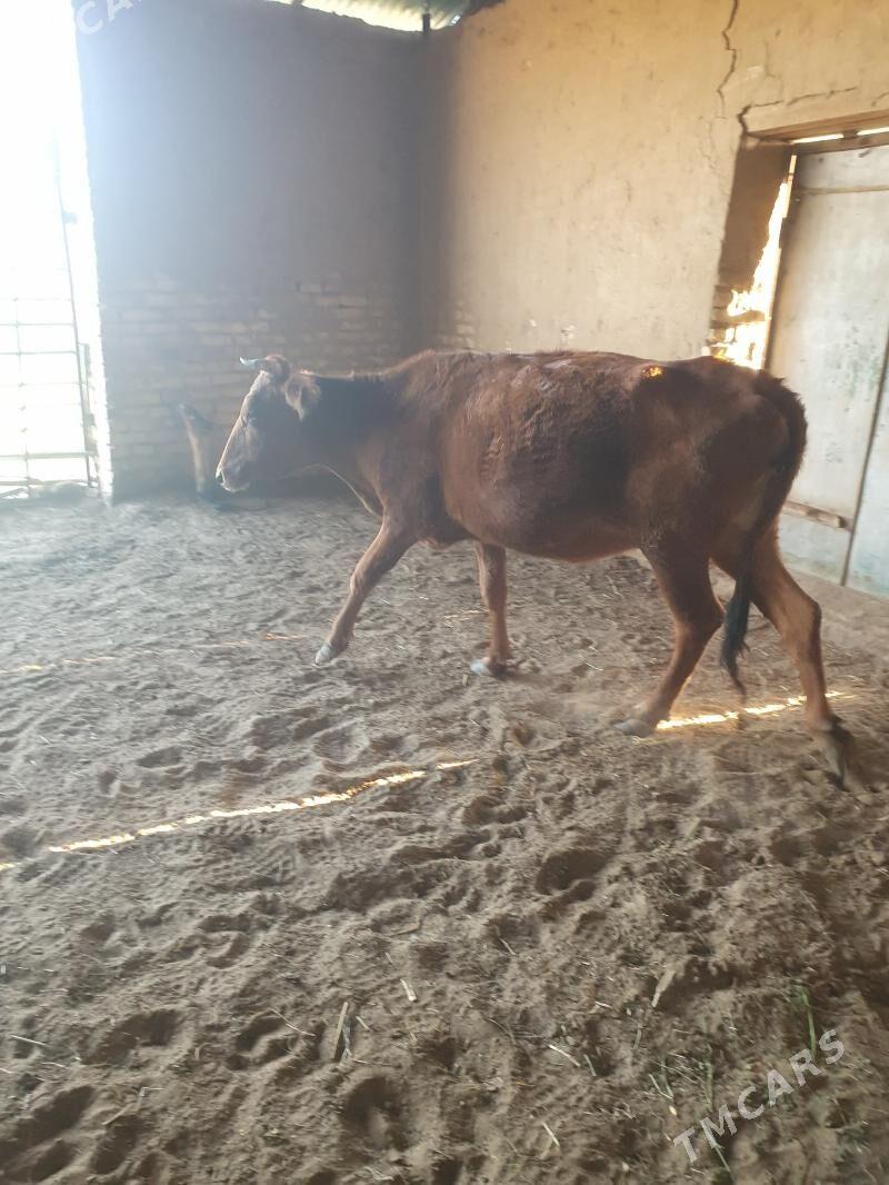 bogaz sygyr - Векильбазар - img 4