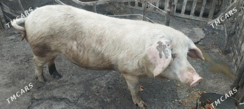 erkek donuz - Чарджоу - img 2