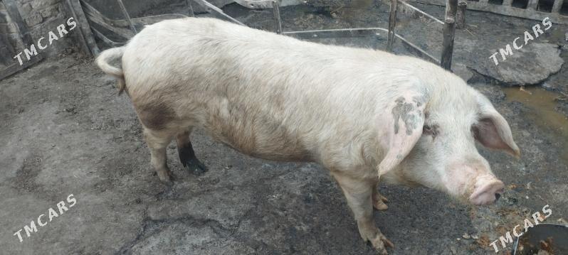 erkek donuz - Чарджоу - img 1