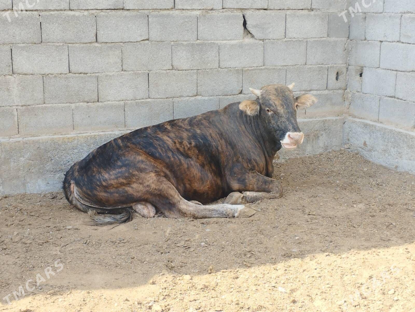 Öküz - Garadamak - img 2