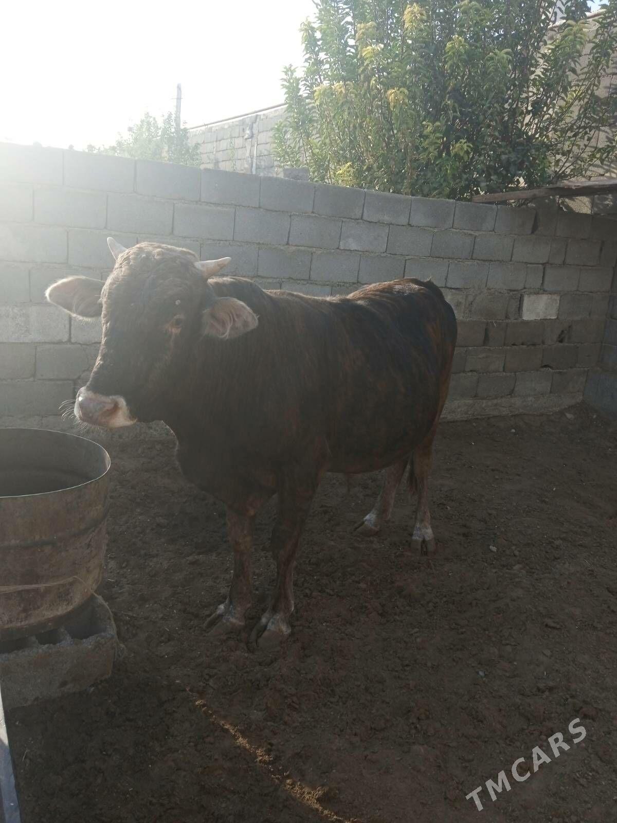 Öküz - Garadamak - img 3